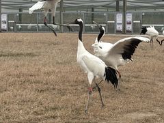 -盐城丹顶鹤湿地生态旅游区