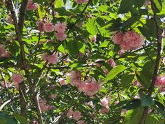 -合肥滨湖国家森林公园