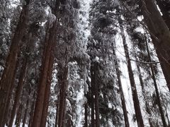 -武陵山森林公园