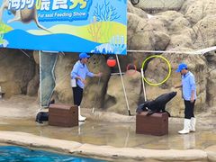 -秦皇岛乐岛海洋王国