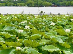 -济南大明湖景区