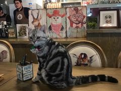 -共舞时光猫咖·狗咖(新街口店)