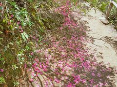 -木兰云雾山