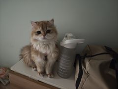 -纳吉亚猫专科动物诊疗中心(蒋宅口分院)