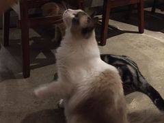 -咖法森林·咖啡  酒吧(天河店)