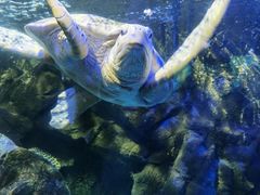 -太平洋海底世界