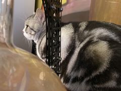 湯圓嘅美側顏-咖法森林·咖啡  酒吧(天河店)