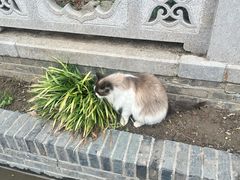 -高旻寺