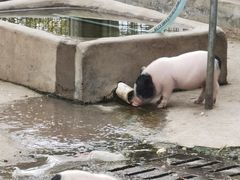 -石家庄市动物园