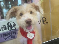 -车接车送·寄养洗护·德文猫舍(大宁店)