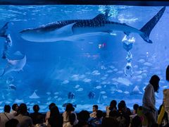 -烟台海昌鲸鲨海洋公园