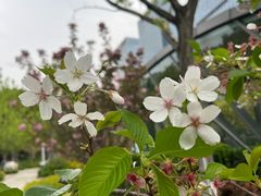 -金鸡湖桃花岛