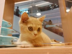 -屋虎猫馆(宝安大仟里店)