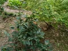 -故乡缘·香格里拉山庄(冷竹路店)