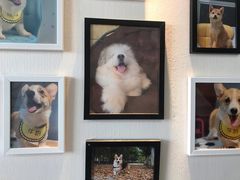 -汪说·狗咖(旺城大厦店)
