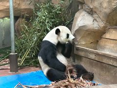 -成都动物园