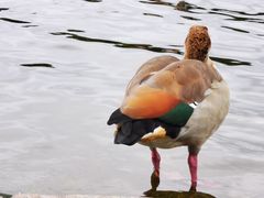 -海德公园