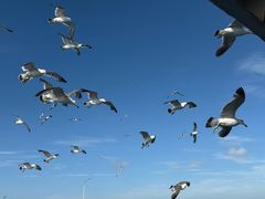 -海驴岛(荣成市)
