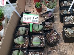 -龙大花卉苗木市场