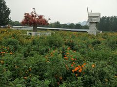 -北京东方普罗旺斯薰衣草庄园