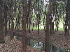-同里国家湿地公园