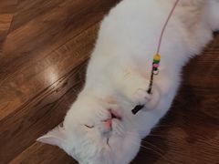 -蓝鲸·缅因猫舍