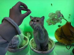 -喵屿·大理花园猫咖