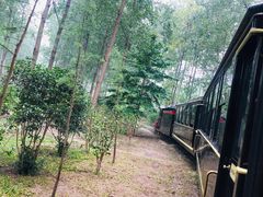 -合肥滨湖国家森林公园