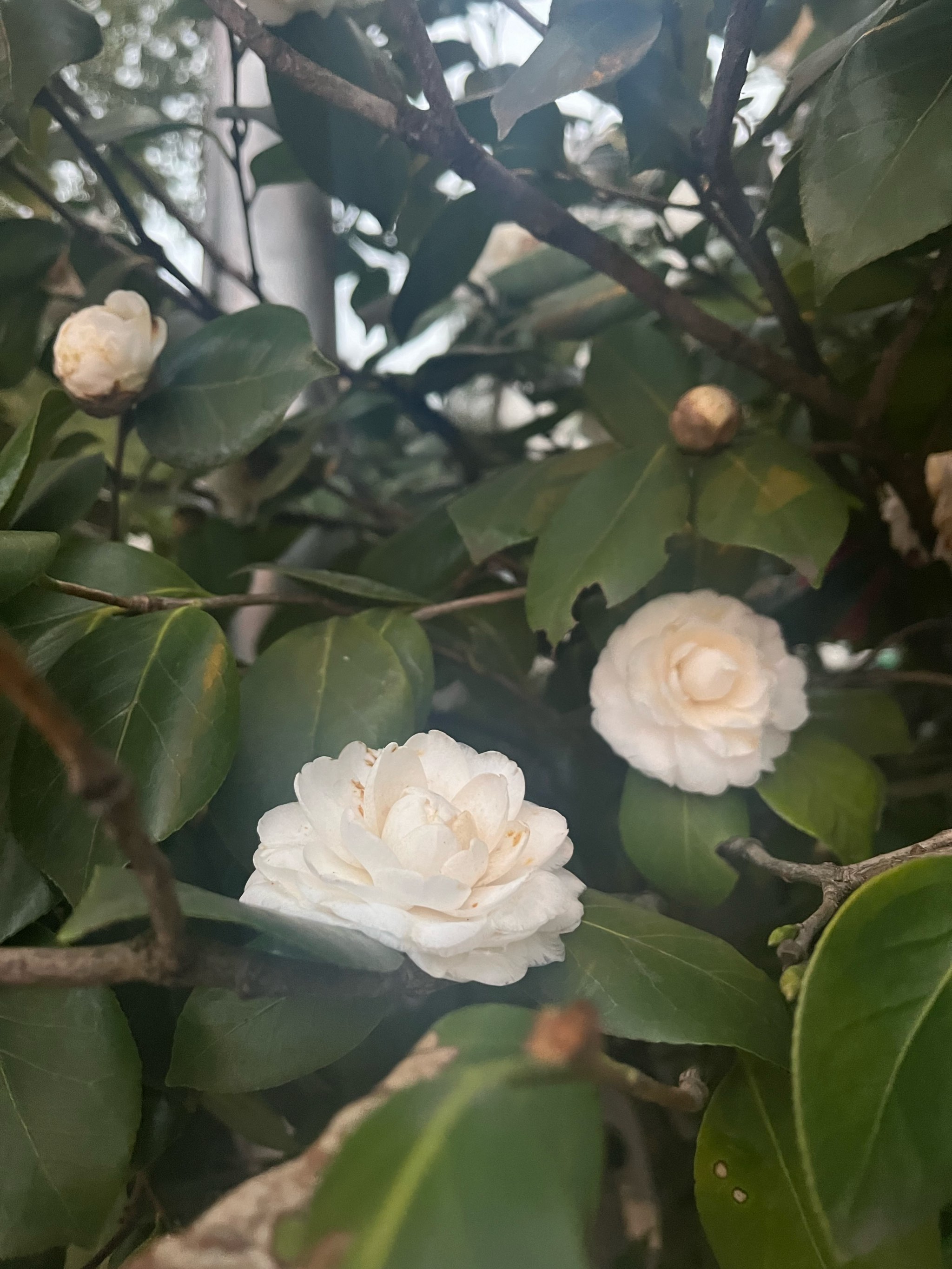 白色山茶花味道图片