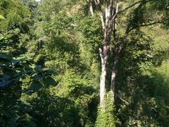 -西双版纳原始森林公园