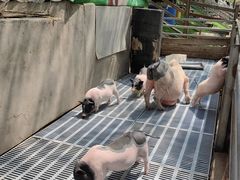 -北京鹿世界主题园