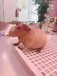 -Moni星球萌宠·小马宝莉·灵蛇·高端高阶全萌宠互动体验俱乐部(红豆国际广场店)