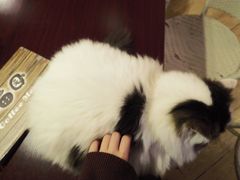 -喵园·猫主题咖啡厅·撸猫·猫咖(国贸店)