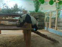 -西霞口神雕山野生动物世界