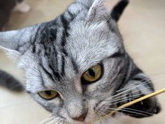 -喵宠乐园·撸猫互动·猫舍