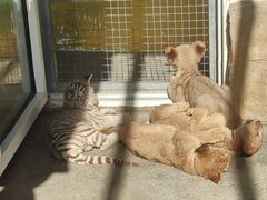 -大连森林动物园