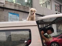 -鸡柳大人(宁大店)