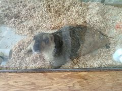 -怪兽屋·羊驼·猫咖·狗咖(俊华广场店)