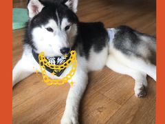 -Husky Go! 哈士奇体验馆·宠物咖啡厅狗咖