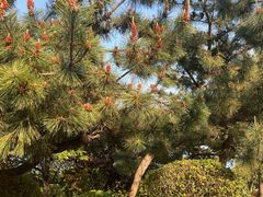 -燕儿岛山公园
