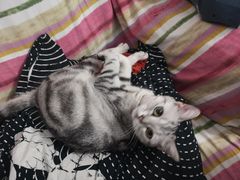 -美联众合宠物医院·爱萌分院·内外科·猫科中心