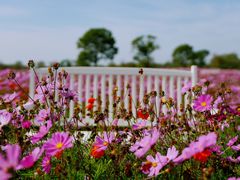 -花开海上生态园