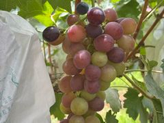 -马陆小张葡萄园农家乐