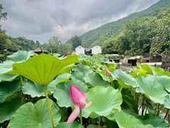 -荷塘味道(水长城店)