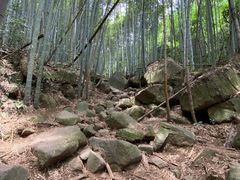 -莫干山风景区