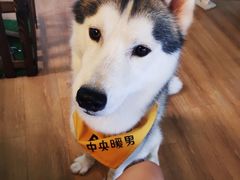 -Husky Go! 哈士奇体验馆·宠物咖啡厅狗咖