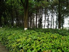 -铁山坪森林公园