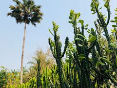 -中国科学院西双版纳热带植物园