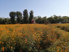 -北京东方普罗旺斯薰衣草庄园