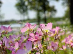 -春花秋色城市公园
